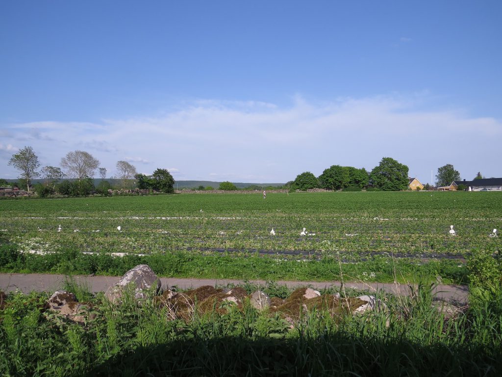 Grödby farm